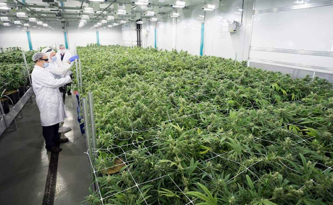 4:20 Week Deals ( Best Medical Weed Delivery Near You! )