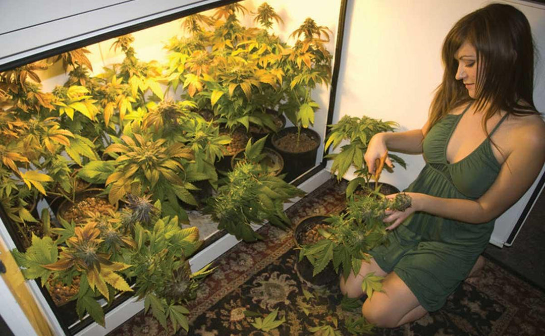 Woman tending to cannabis plants in an indoor grow setup.